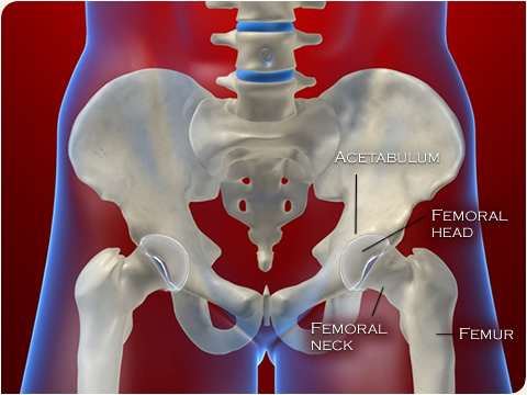 Anatomy of the hip.